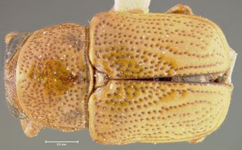 Media type: image;   Entomology 24994 Aspect: habitus dorsal view